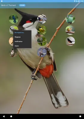 Birds of Thailand android App screenshot 0