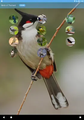 Birds of Thailand android App screenshot 1