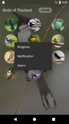 Birds of Thailand android App screenshot 4