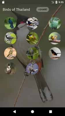 Birds of Thailand android App screenshot 5